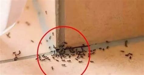 外痣 房間出現很多螞蟻